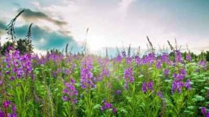 fireweed